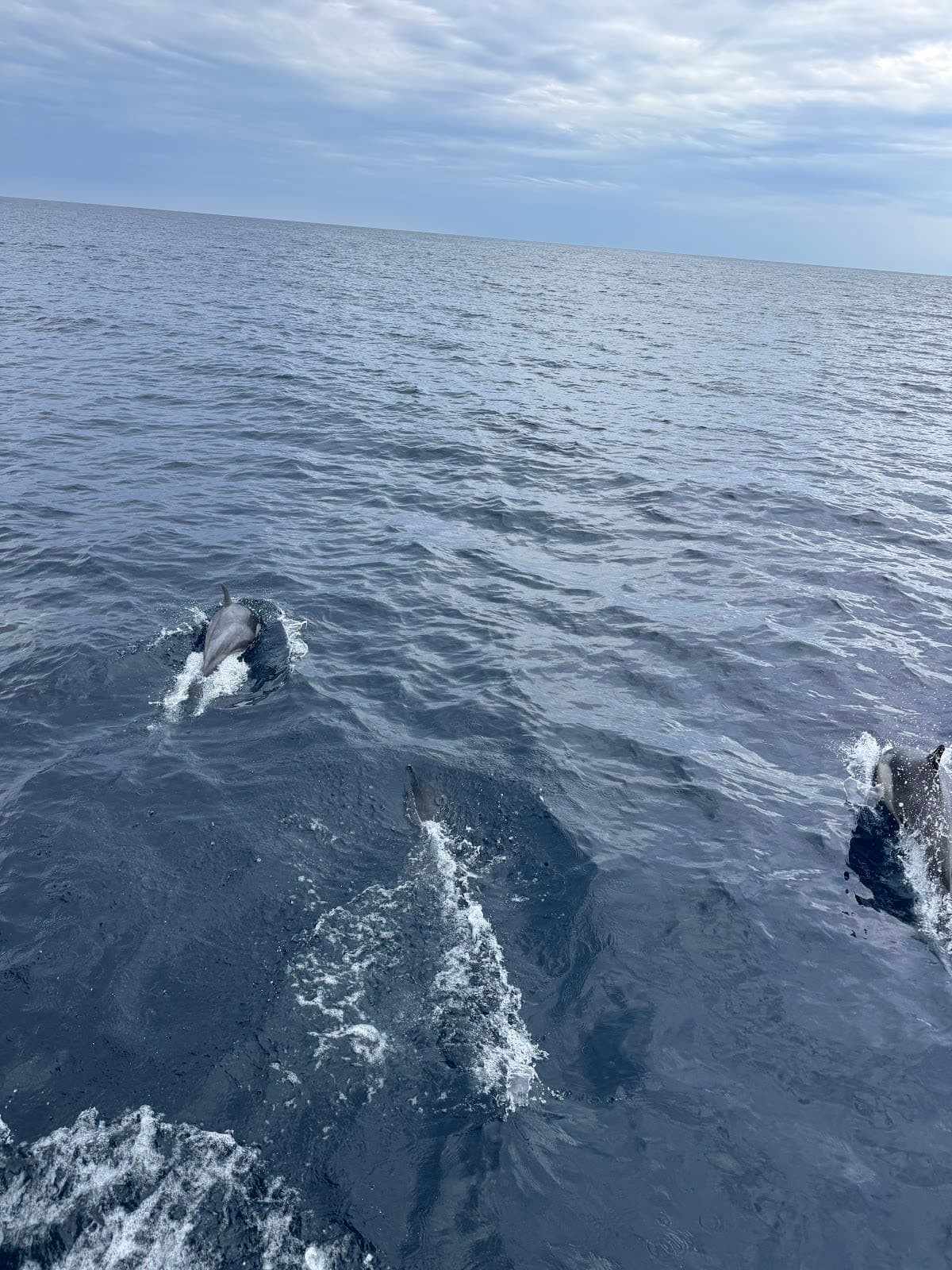 San Diego Whale Watch