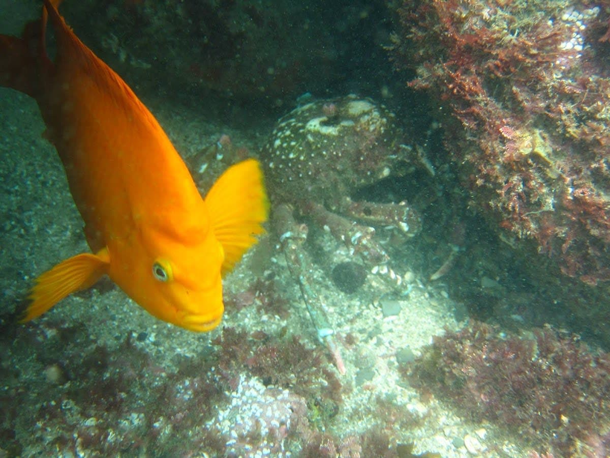 Scuba San Diego