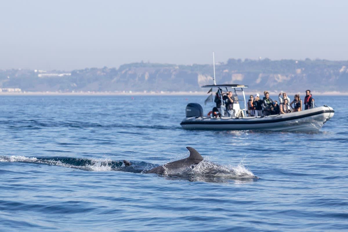 SeaEO Tours 🐬 🦩
