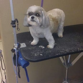 Shaggy Chic Pet Grooming Services