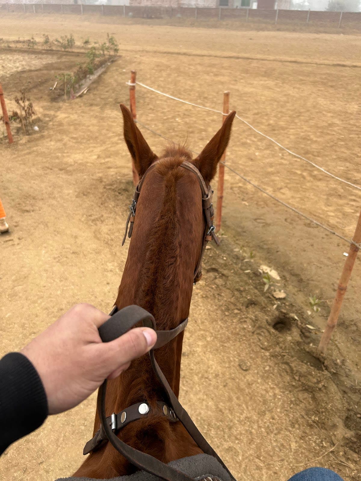 Horse Training