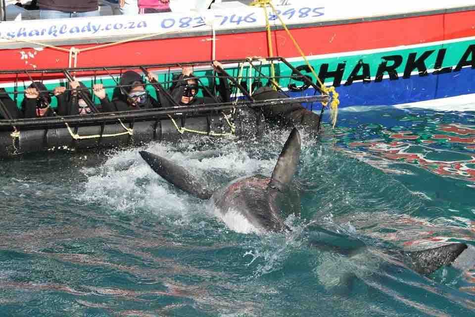 Sharklady Adventures - Hermanus