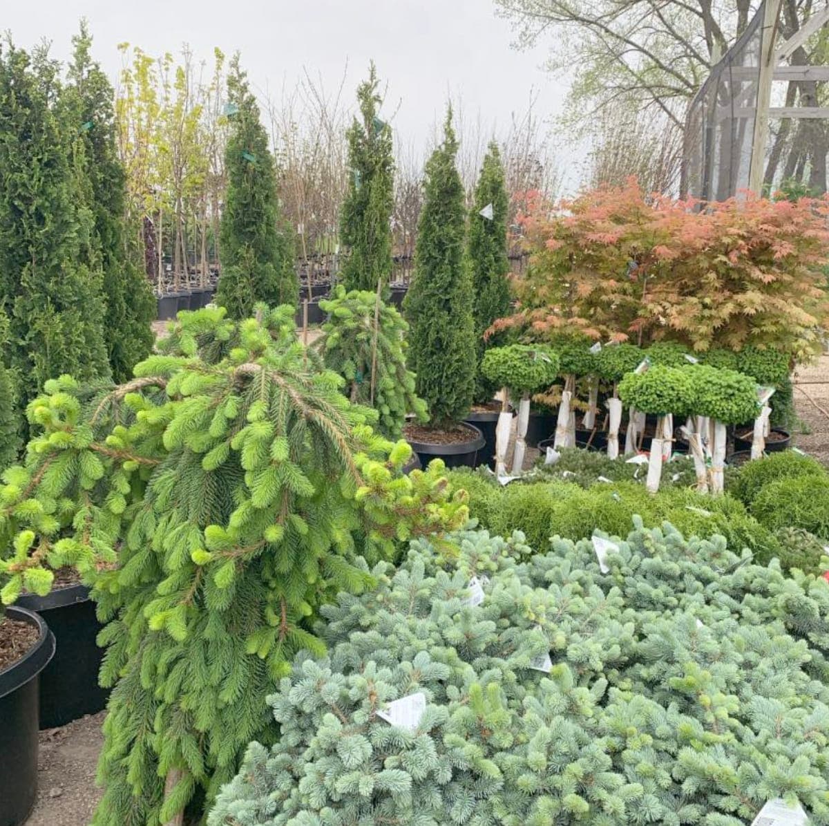 Six Mile Nursery
