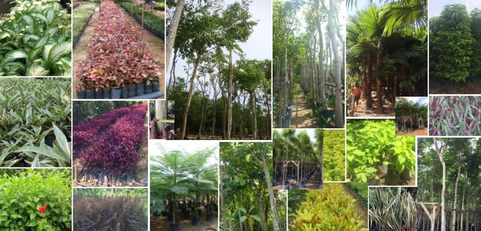 SJH Nursery & Landscaping Sdn. Bhd.