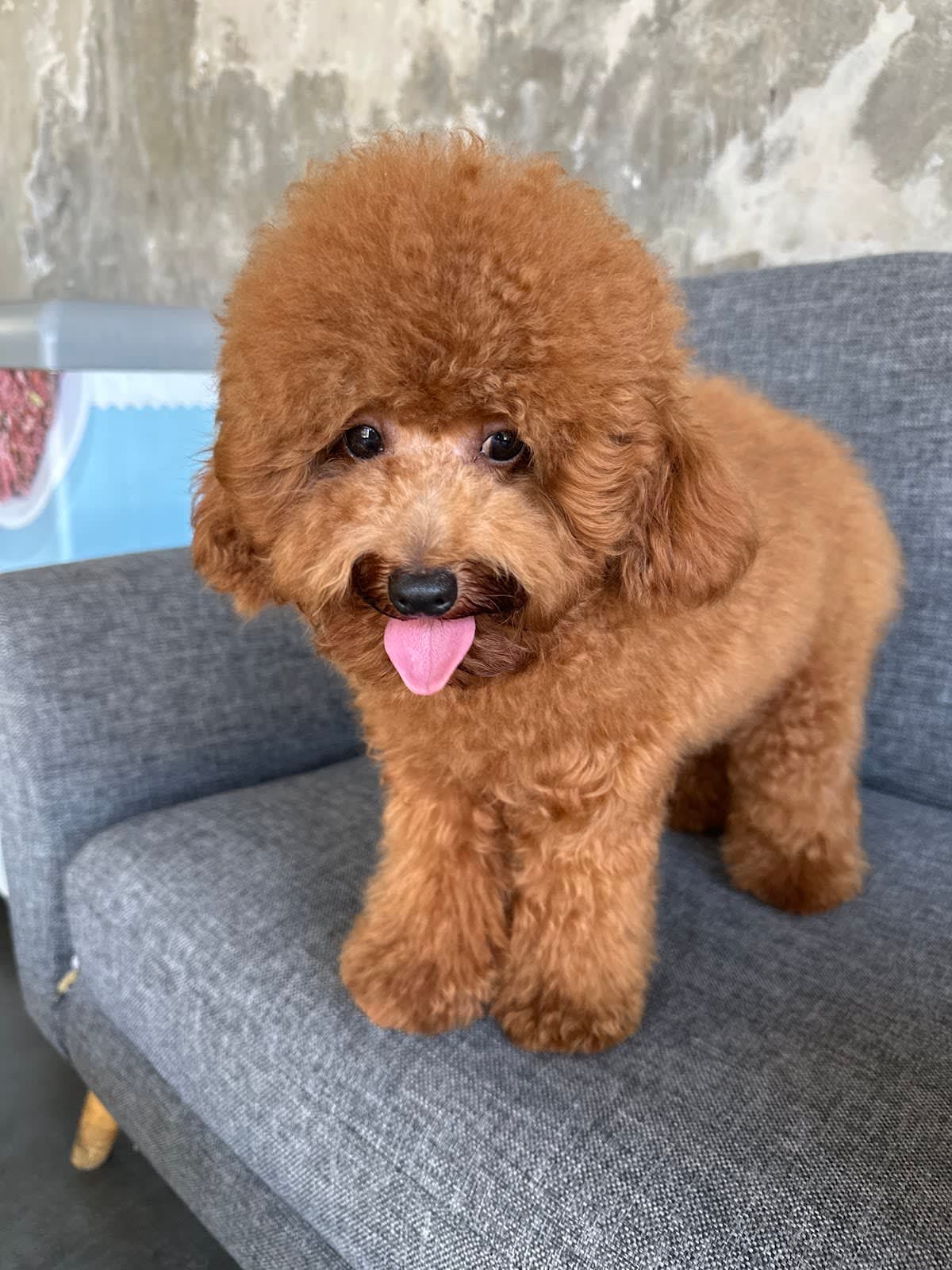 Soori Dog Grooming