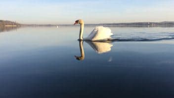 SUP Greifensee Maur