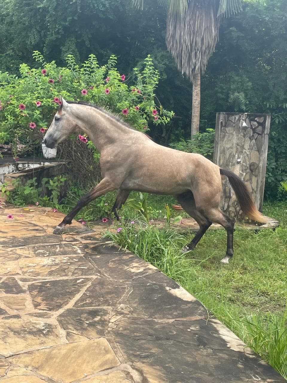 Suryasta Private Horse Stables