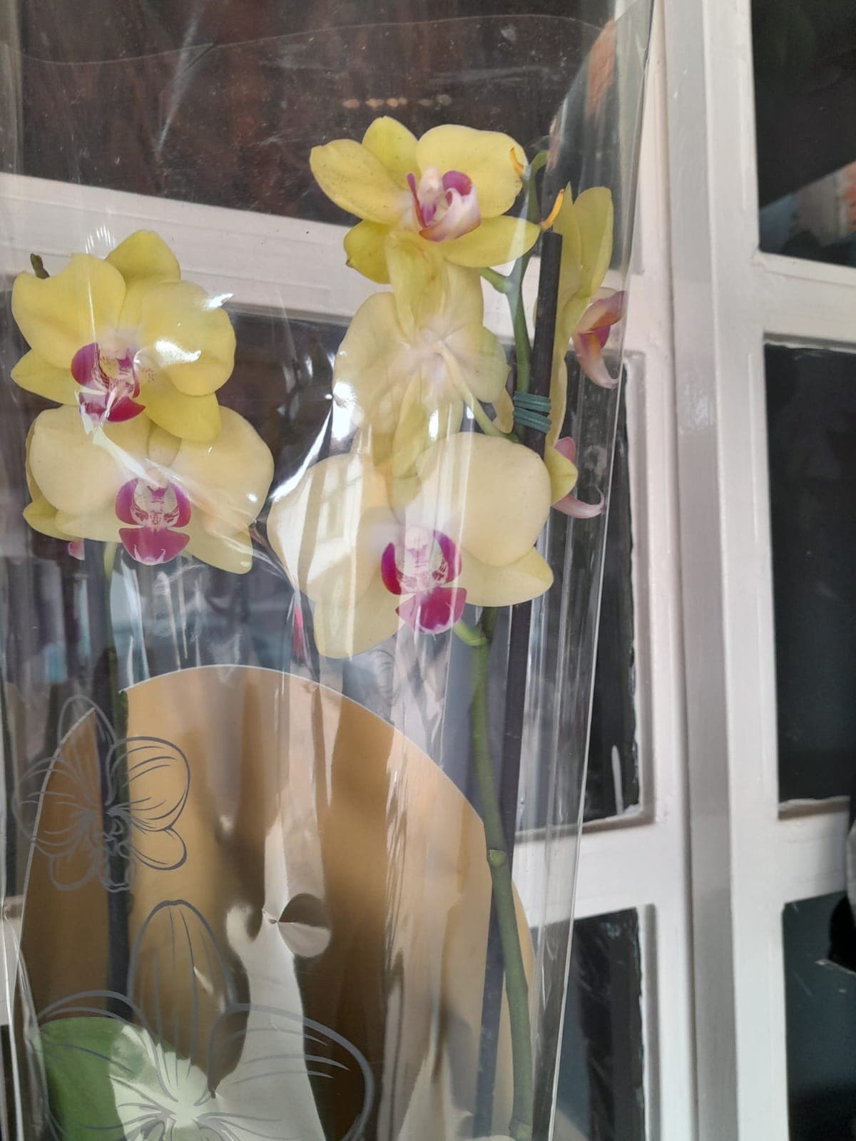 Tele Flores Guanhaes