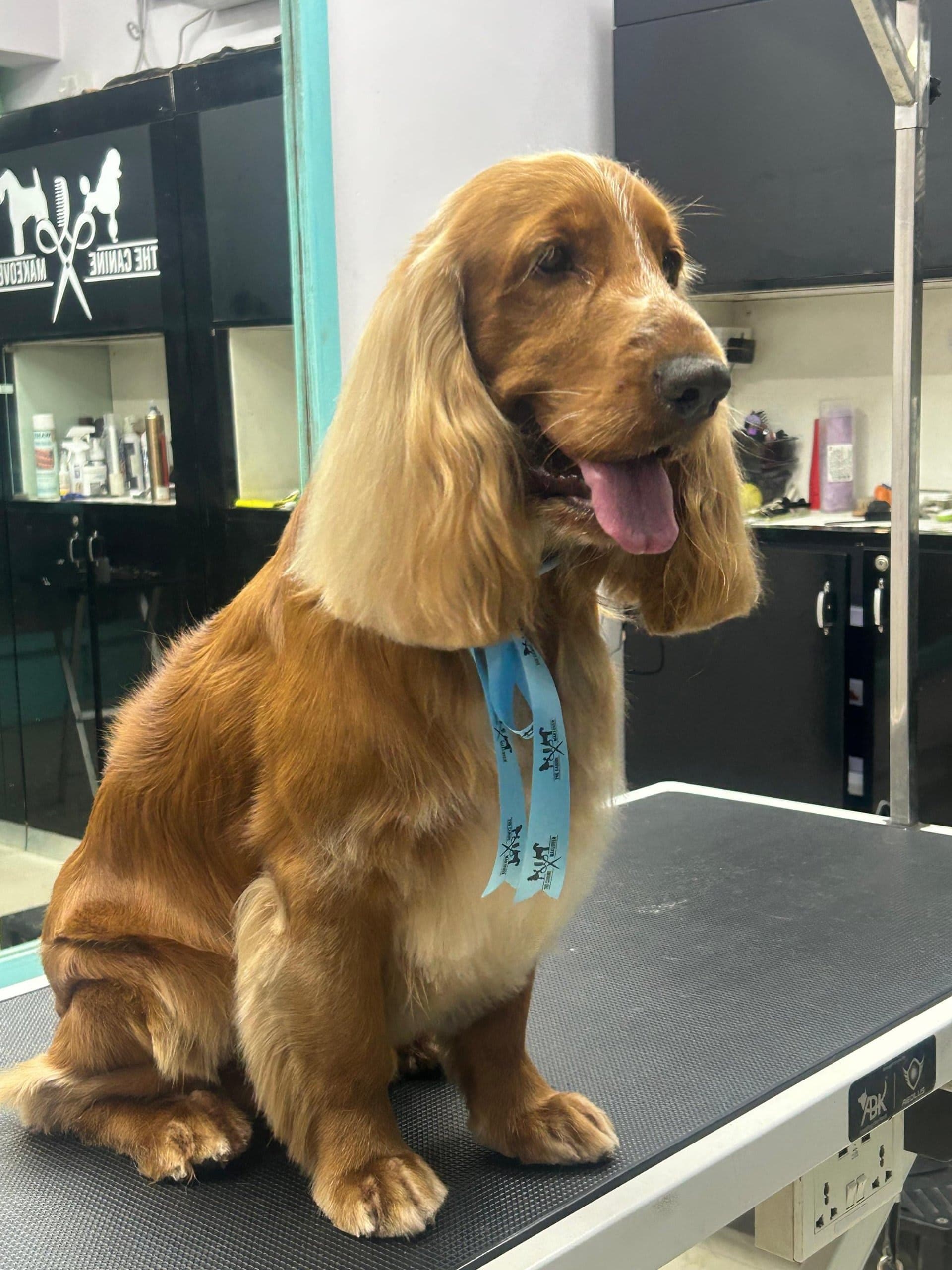 The Canine Makeover
