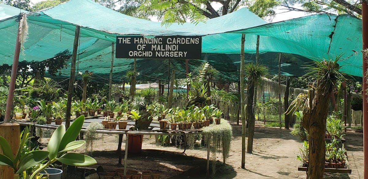 The Hanging Gardens of Malindi