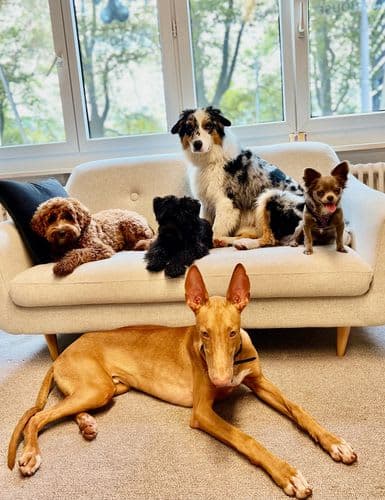 The Paw House
