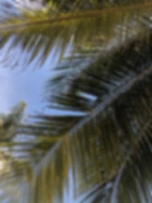The Shaka Surf Club