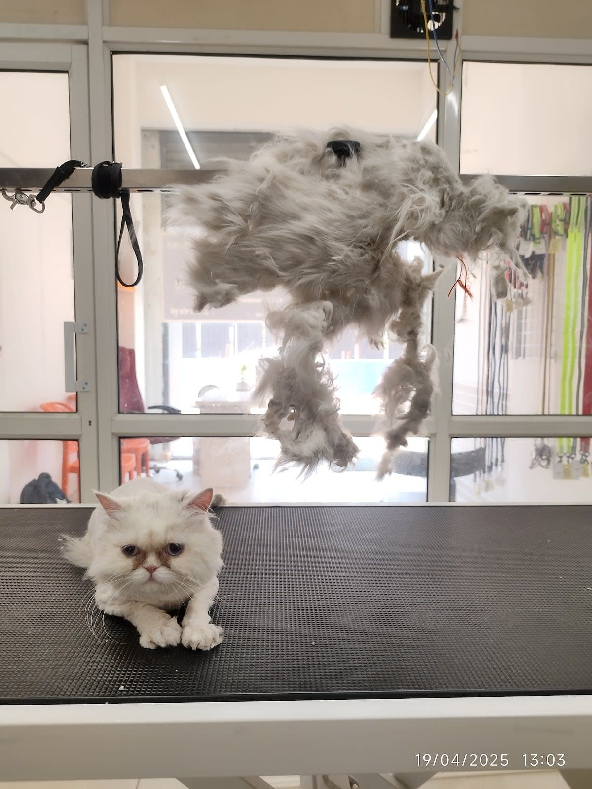 The Urban Paws Pune | Pet Grooming Salon @ Kharadi