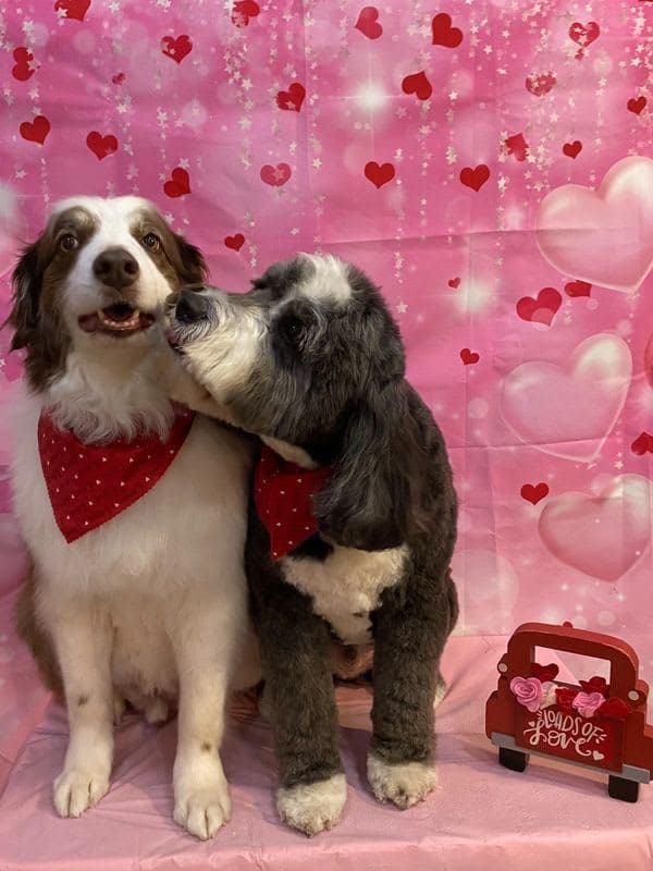 Trophy Paws Pet Grooming