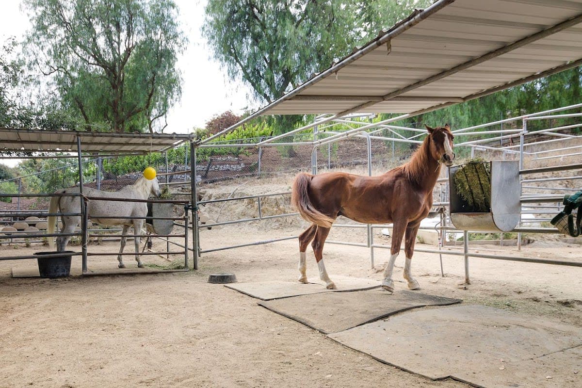 Twenty Nine Oaks Ranch
