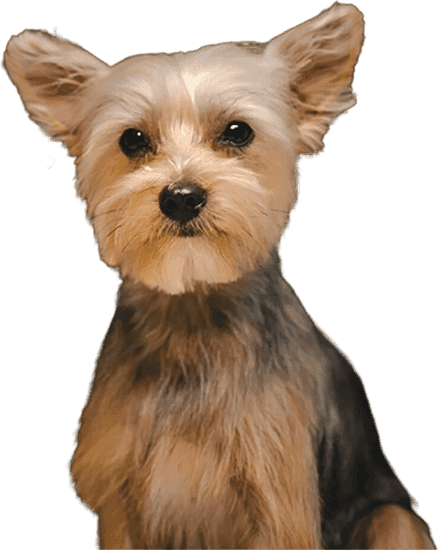 Unleashed Spa Pet Grooming