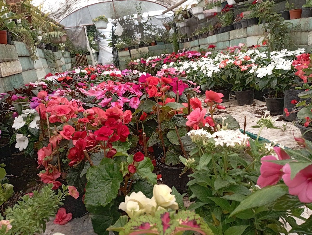 Vivero Carmelita ️