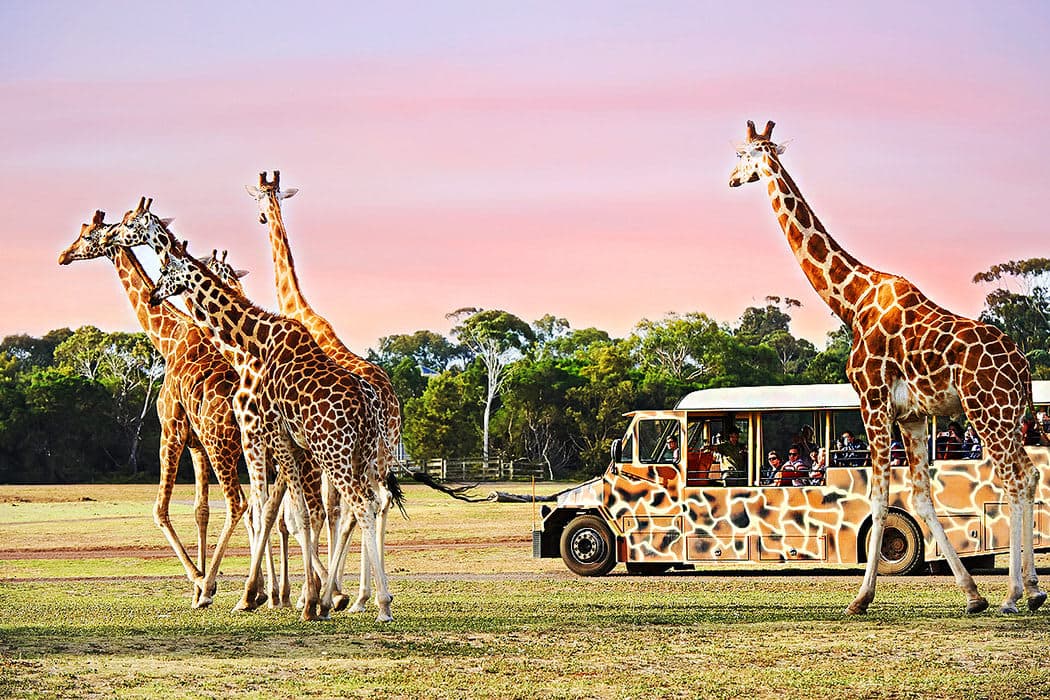 Werribee Open Range Zoo