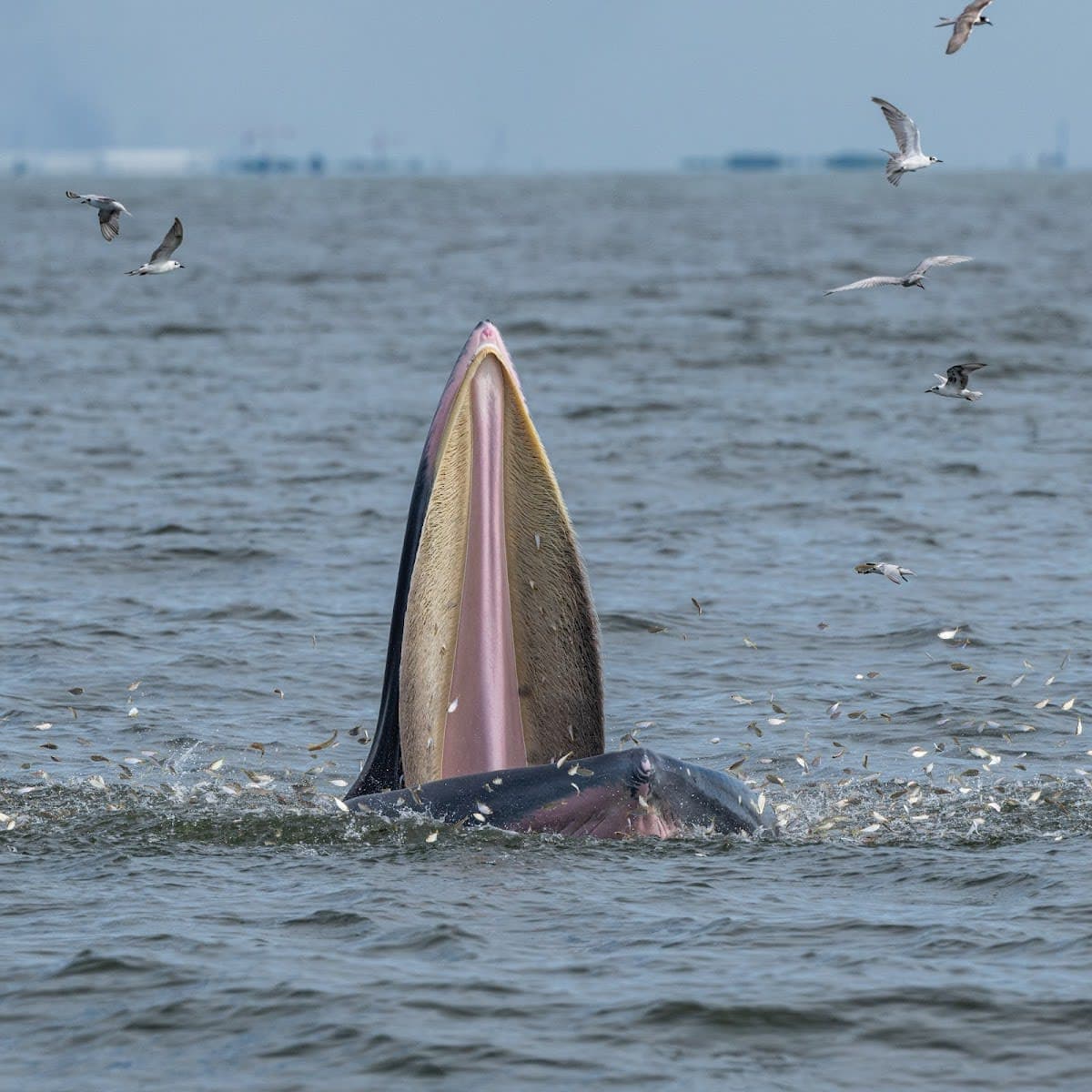 Wild Encounter Pier 02