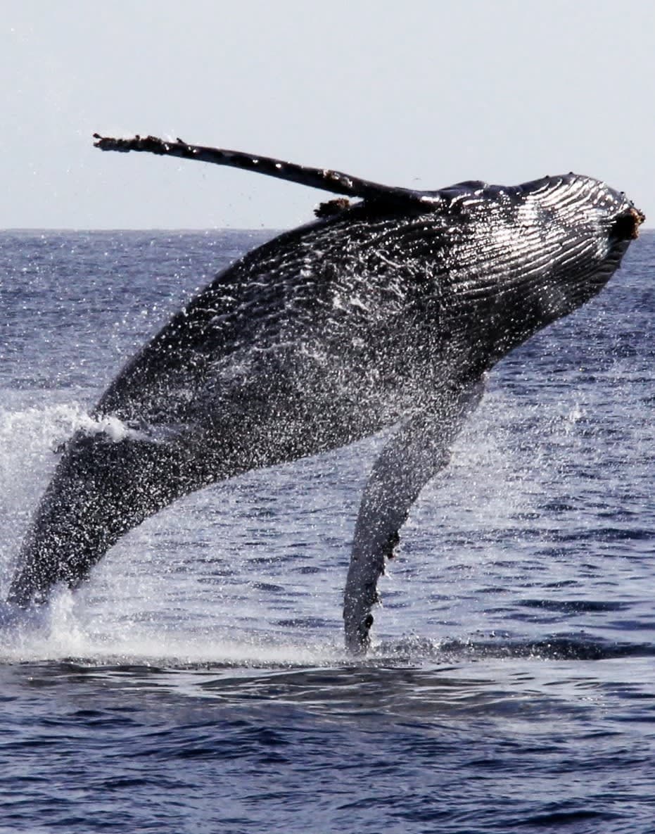 Wild Pacific Whale Watch