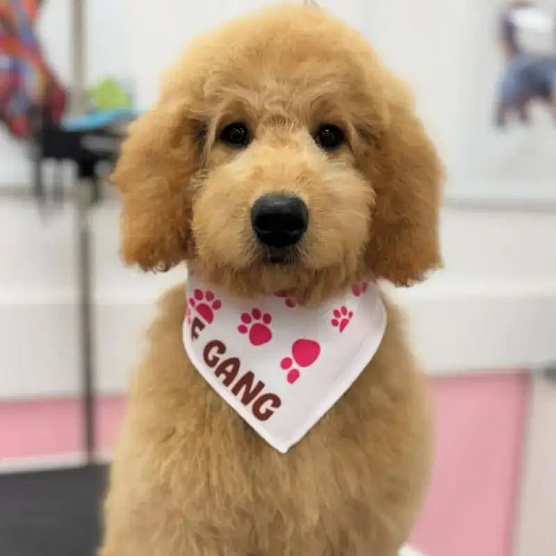 Woof Gang Bakery & Grooming Austin