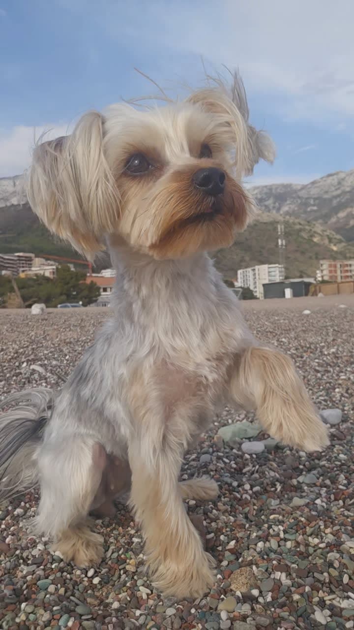 Your Pet Sitter in Montenegro