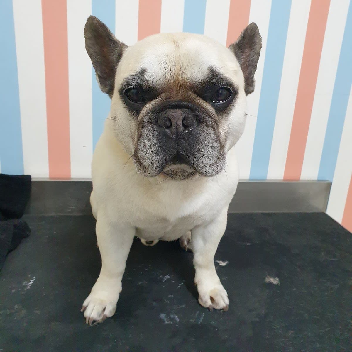 Zimbie's Groomers