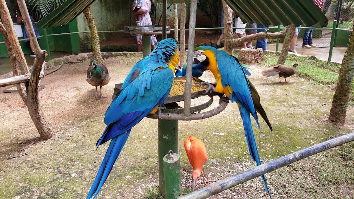 Zoo Park Mountain