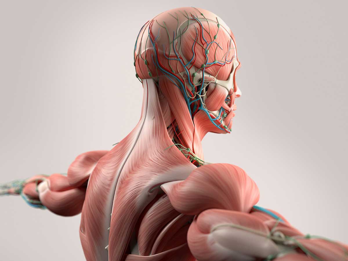 Deep Tissue