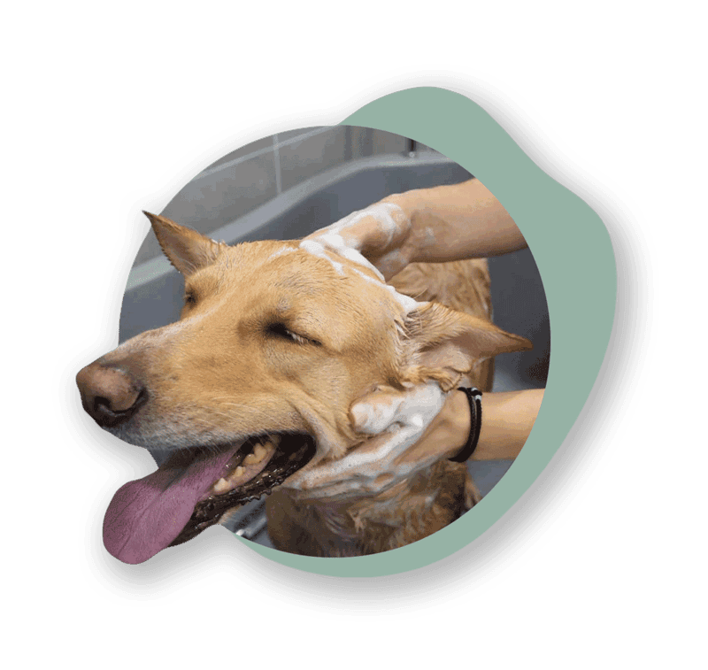 Dog Bath