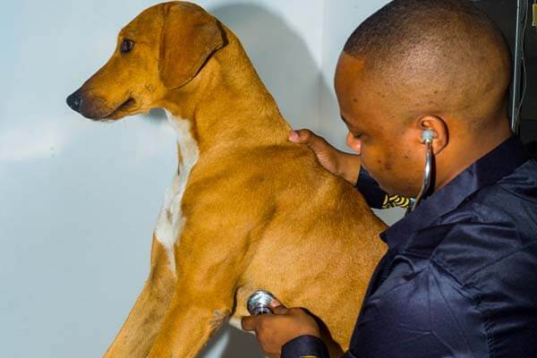 Microchipping